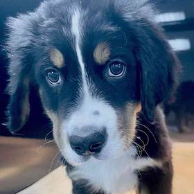 Bernese Mountain Dog